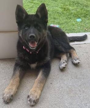 German Shepherd Dog and Husky Dogs Available for Adoption in Greeneville, Tennessee - Callie (14wk PUPPY) | PetCurious