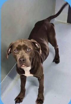 Pit Bull Terrier Dogs Available for Adoption in Port St. Lucie, Florida - Guinness | PetCurious