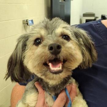 Daisy -  Havanese and Miniature Poodle Dog for Adoption in Zanesville, Ohio - Daisy | PetCurious