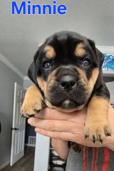 Minnie -  English Bulldog Dog for Adoption in Woodland, California - Minnie | PetCurious