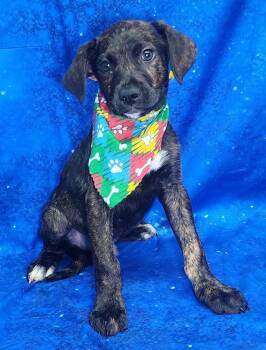 Hound and Labrador Retriever Dogs Available for Adoption - 260304  Big Paw | PetCurious
