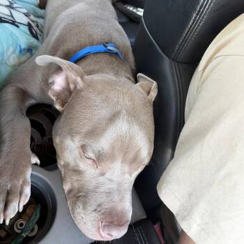 FOUND - STEWARTVILLE -  Pit Bull Terrier Dog for Adoption in Rochester, Minnesota - FOUND - STEWARTVILLE | PetCurious