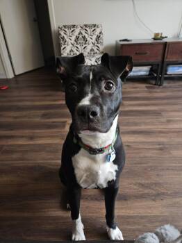 Terrier Dogs Available for Adoption in Plainfield, Illinois - Hope | PetCurious