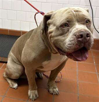 KOA -  Pit Bull Terrier Dog for Adoption in Camarillo, California - KOA | PetCurious