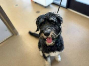 Poodle and Australian Shepherd Dogs Available for Adoption in Fort Collins, Colorado - Cowboy | PetCurious