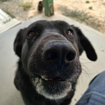 Rescue Black Labrador Retriever Dogs for Adoption in Weaverville, California - Sunny | PetCurious