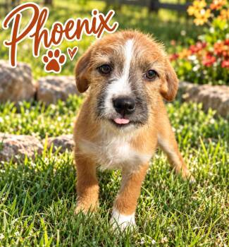 Phoenix -  Spaniel Dog for Adoption in Brownstown, Indiana - Phoenix | PetCurious
