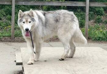 Kodiak -  Husky Dog for Adoption in Randolph, Vermont - Kodiak | PetCurious