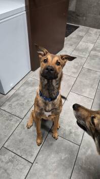George -  Shepherd Dog for Adoption in Mico, Texas - George | PetCurious