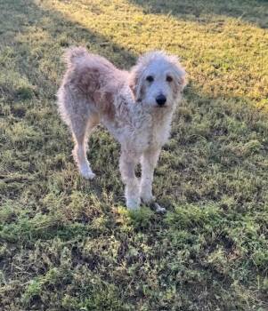 Cassie -  Standard Poodle and Australian Shepherd Dog for Adoption in Cushing, Oklahoma - Cassie | PetCurious