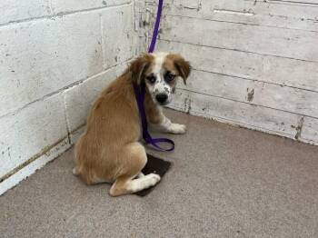 MIKA -  German Shepherd Dog and Mixed Breed Dog for Adoption in San Bernardino, California - MIKA | PetCurious
