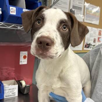 Saint Bernard Dogs Available for Adoption - Chase | PetCurious