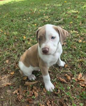 Picasso -  American Bully Dog for Adoption in Glocester, Rhode Island - Picasso | PetCurious