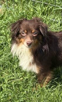 KOA -  Australian Shepherd and Chihuahua Dog for Adoption in Belmont, New York - KOA | PetCurious