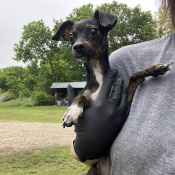 Mixed Breed Dogs Available for Adoption in Pauls Valley, Oklahoma - Sintecho | PetCurious