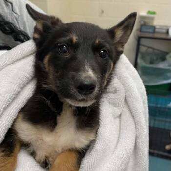 Shiloh -  Basenji Dog for Adoption in Brentwood, Tennessee - Shiloh | PetCurious