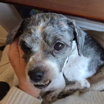 Rescue Shih Tzu Dogs for Adoption in Campton Hills, Illinois - Berlin | PetCurious