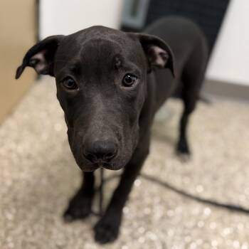 Puppy (2) 08/05/2026 -  Pit Bull Terrier and Mixed Breed Dog for Adoption in Bullhead City, Arizona - Puppy (2) 08/05/2026 | PetCurious