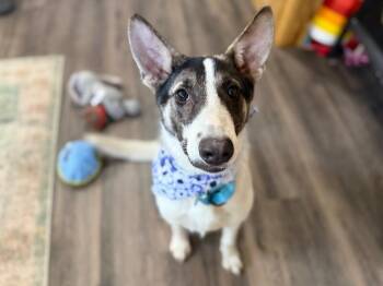 Hazel the Heart Melter -  Shepherd and Australian Cattle Dog Blue Heeler Dog for Adoption in Friendswood, Texas - Hazel The Heart Melter | PetCurious