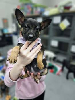 Chihuahua and Miniature Pinscher Dogs Available for Adoption - Mopsi The Min Pin Mix | PetCurious
