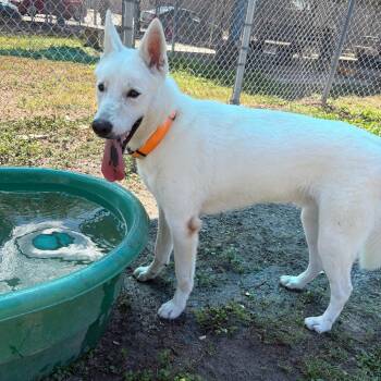 Baymax -  Husky and Mixed Breed Dog for Adoption in Corpus Christi, Texas - Baymax | PetCurious