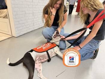 MARI -  Pit Bull Terrier Dog for Adoption in Phoenix, Arizona - MARI | PetCurious
