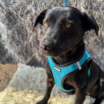 Rescue Black Labrador Retriever Dogs for Adoption in San Diego, California - Jessy | PetCurious