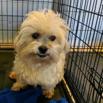 Shih Tzu and Mixed Breed Dogs Available for Adoption in Loxahatchee Groves, Florida - BENNI 0480 | PetCurious