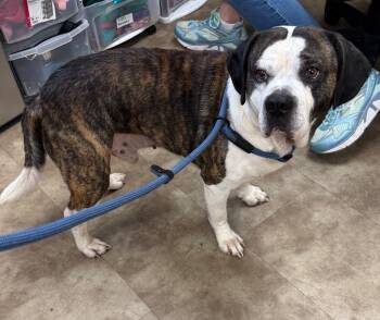 American Bulldog Dogs Available for Adoption in Springfield, Ohio - Frito | PetCurious