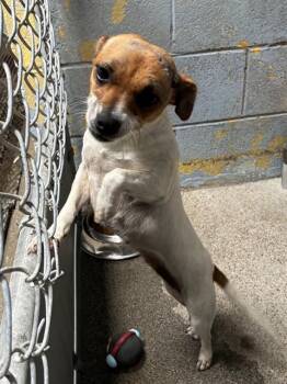 Terrier Dogs Available for Adoption in Stockton, California - PEBBLES | PetCurious