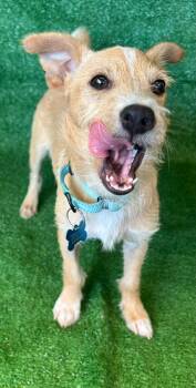 Joey -  Chihuahua and Terrier Dog for Adoption in San Diego, California - Joey | PetCurious