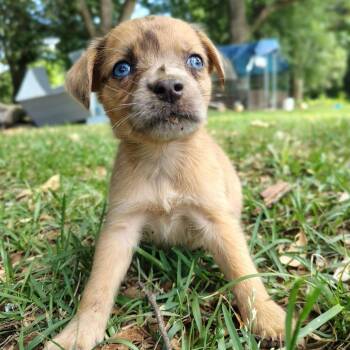 Isla -  Mixed Breed Dog for Adoption in Ferndale, Michigan - Isla | PetCurious
