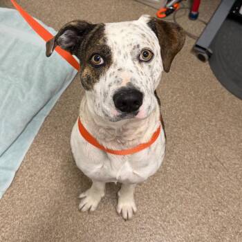 Shepherd and Great Dane Dogs Available for Adoption in League City, Texas - Robert | PetCurious