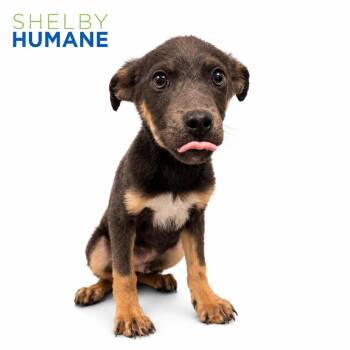 Little Green Men -  Mixed Breed Dog for Adoption in Columbiana, Alabama - Little Green Men | PetCurious