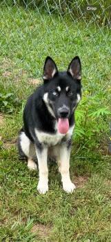 Blue (6mo PUPPY) -  German Shepherd Dog and Husky Dog for Adoption in Greeneville, Tennessee - Blue (6mo PUPPY) | PetCurious