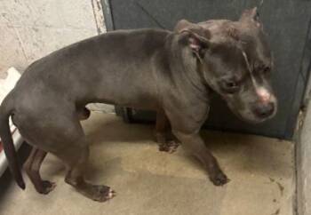 Rescue Pit Bull Terrier and Mixed Breed Dogs for Adoption in West Chester, Pennsylvania - Cheerio | PetCurious