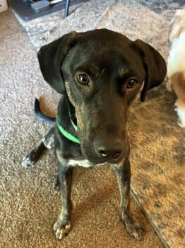 Johnny Baker -  Catahoula Leopard Dog Dog for Adoption in Colorado Springs, Colorado - Johnny Baker | PetCurious