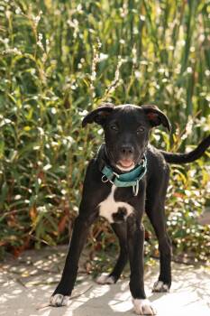 Maka -  Terrier Dog for Adoption in Mico, Texas - Maka | PetCurious