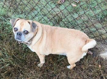 Olive -  Pug Dog for Adoption in East Brunswick, New Jersey - Olive | PetCurious