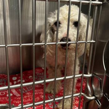 Yankee Poodle -  Poodle and Mixed Breed Dog for Adoption in St. Louis, Missouri - Yankee Poodle | PetCurious