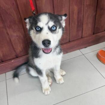 Lola -  Husky Dog for Adoption in Sunrise, Florida - Lola | PetCurious