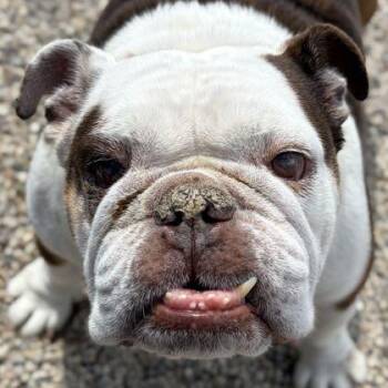 Mildred -  Bulldog Dog for Adoption in Jefferson, Wisconsin - Mildred | PetCurious