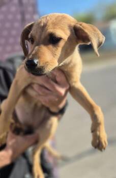 Labrador Retriever Dogs Available for Adoption - LOUISE | PetCurious