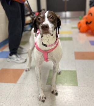 Maple Mae -  German Shorthaired Pointer Dog for Adoption in Sioux City, Iowa - Maple Mae | PetCurious