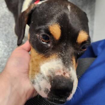 Dog/Hoss -  Mixed Breed Dog for Adoption in Greenville, South Carolina - Dog/Hoss | PetCurious