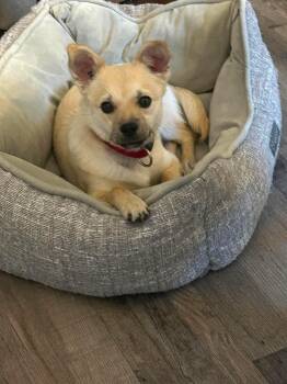 Marley -  Chihuahua and Jack Russell Terrier Dog for Adoption in Winnipeg, Manitoba - Marley | PetCurious
