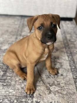 Mixed Breed Dogs Available for Adoption - Drambuie | PetCurious