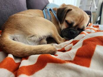 Pug and Chihuahua Dogs Available for Adoption in Littleton, Colorado - Brody4 | PetCurious