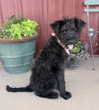 Boone -  Wirehaired Terrier and Poodle Dog for Adoption in Lubbock, Texas - Boone | PetCurious