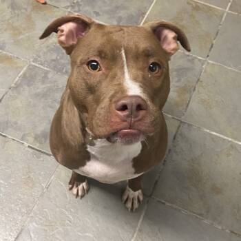 Rescue Mixed Breed Dogs for Adoption in Batavia, Ohio - Hilda | PetCurious